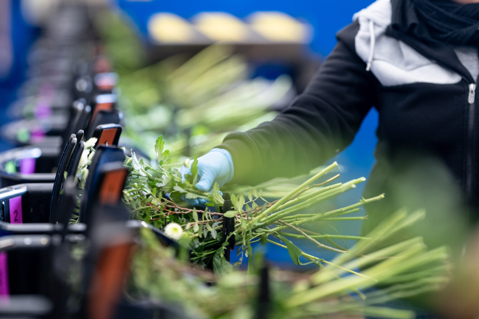 Tri des tiges de fleurs sur la ligne de bouquetterie Europlantes