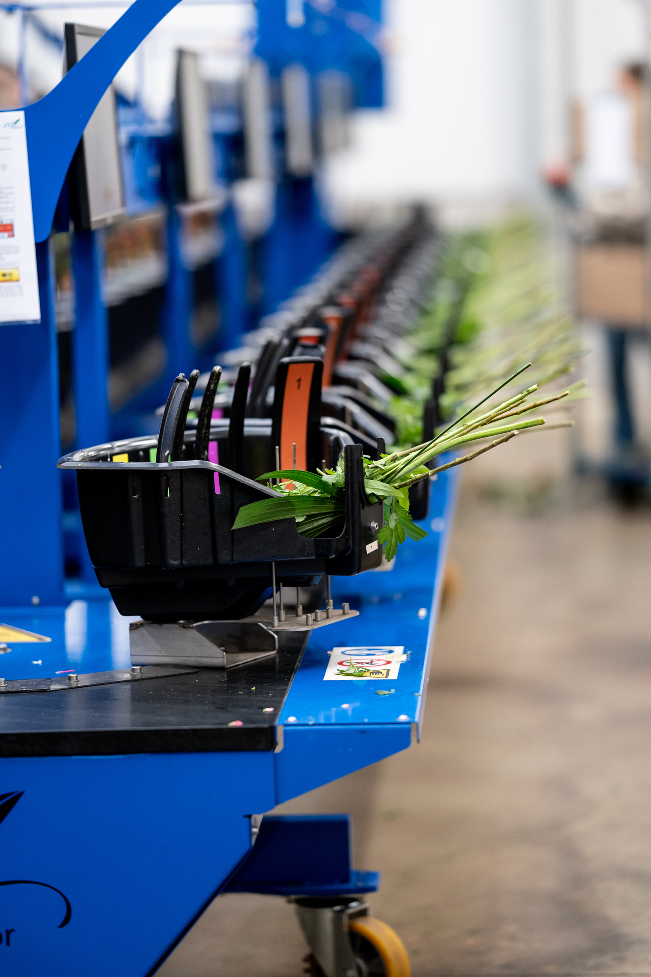 Ligne de préparation des bouquets dans l’atelier Europlantes