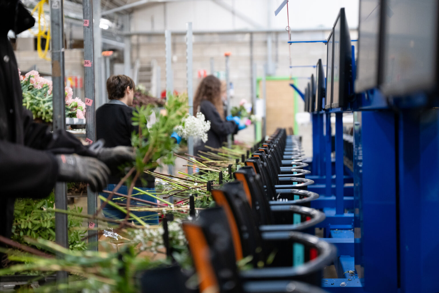 Assemblage des bouquets de fleurs fraîches sur la ligne de production Europlantes