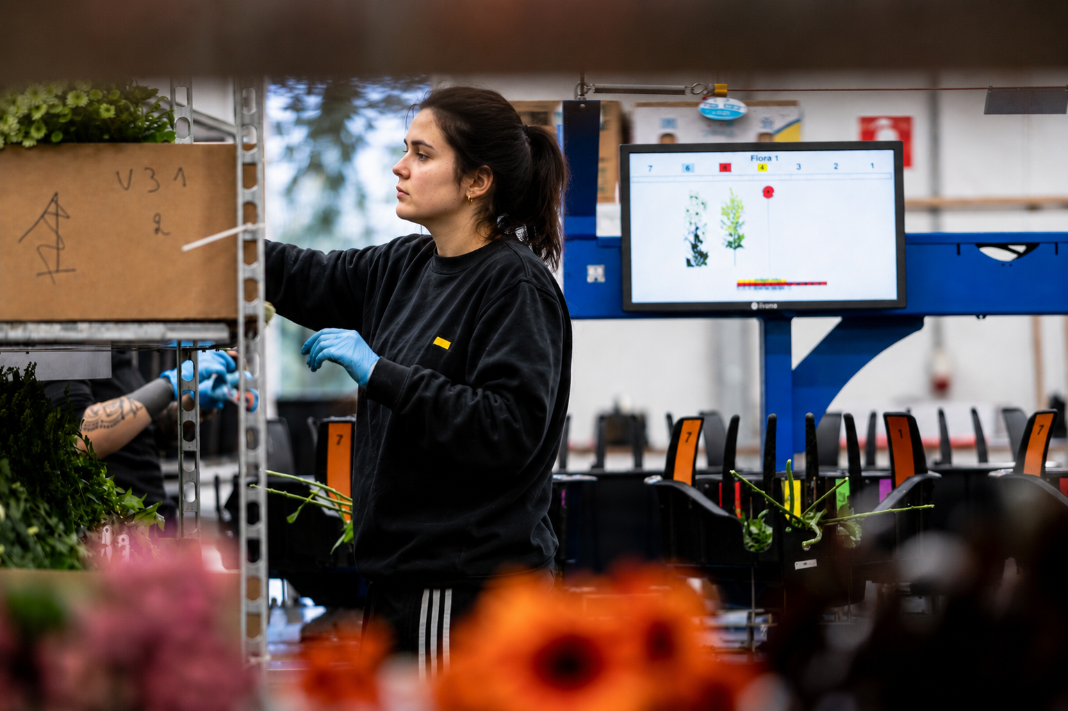 Employée de production trie des fleurs
